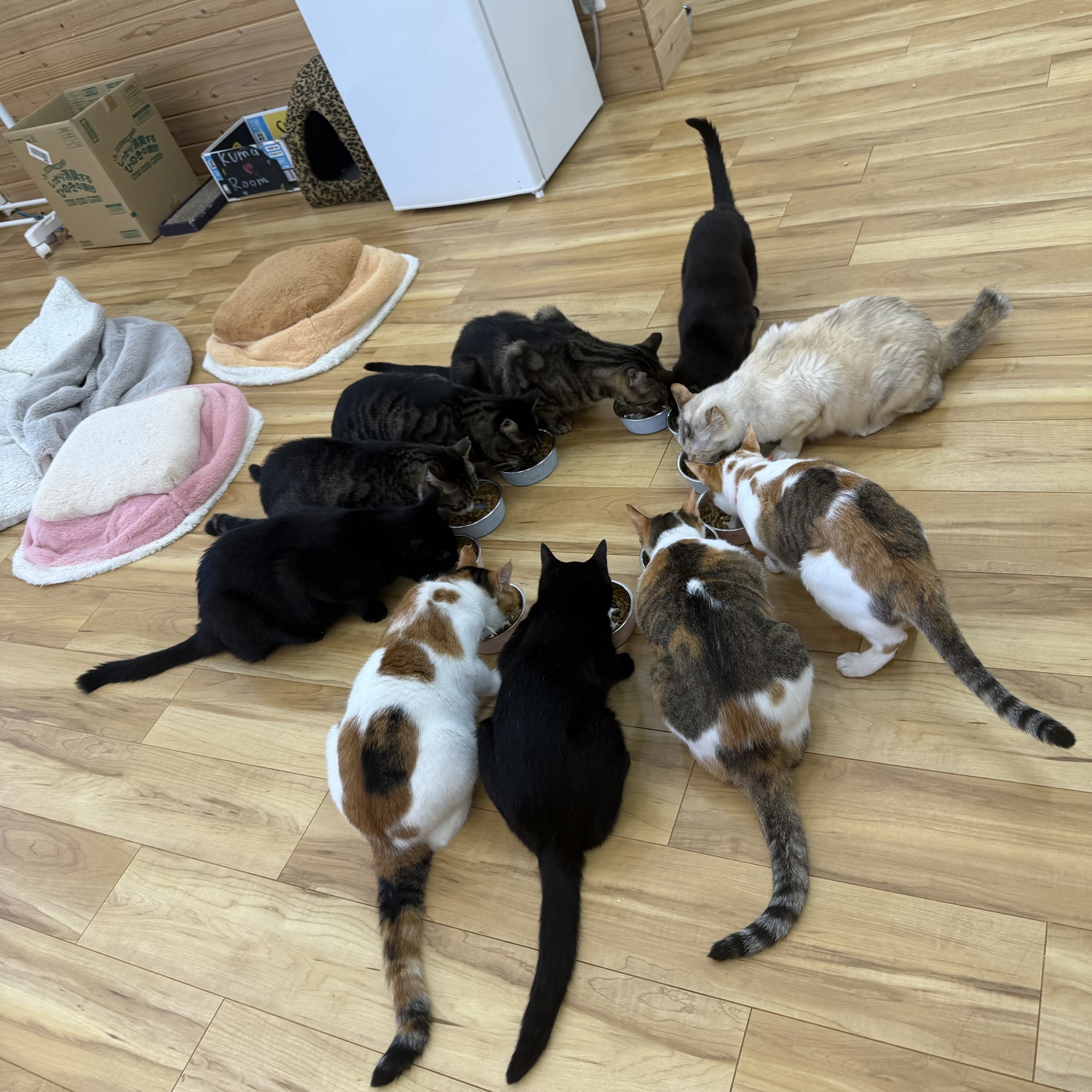 保護猫カフェ Colors