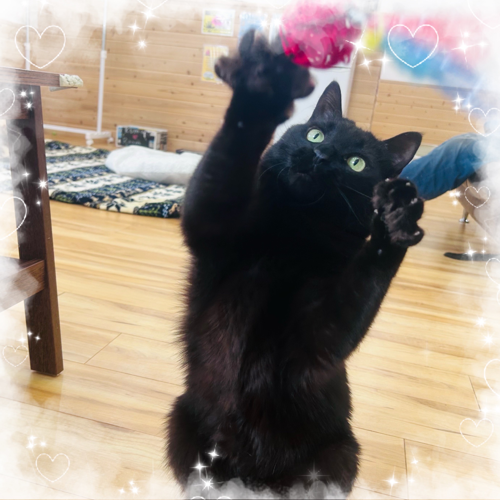 くま