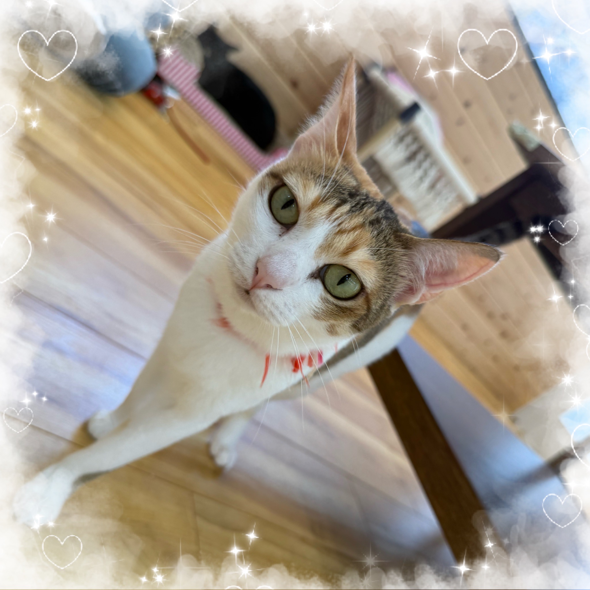 シンデレラガール みつこ