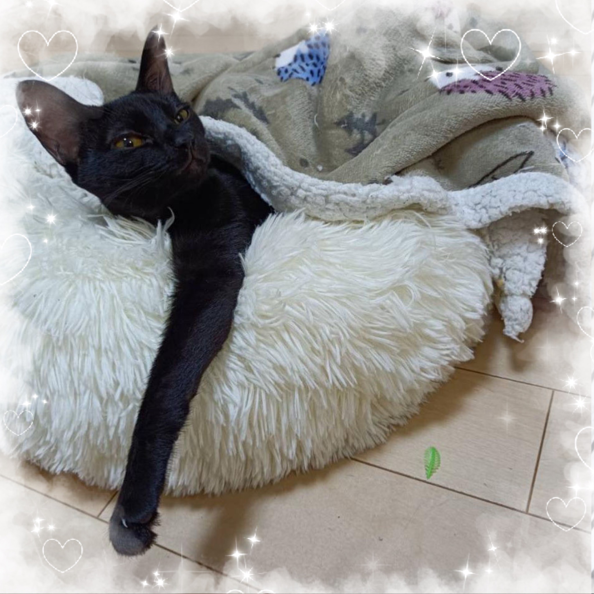 クロちゃん