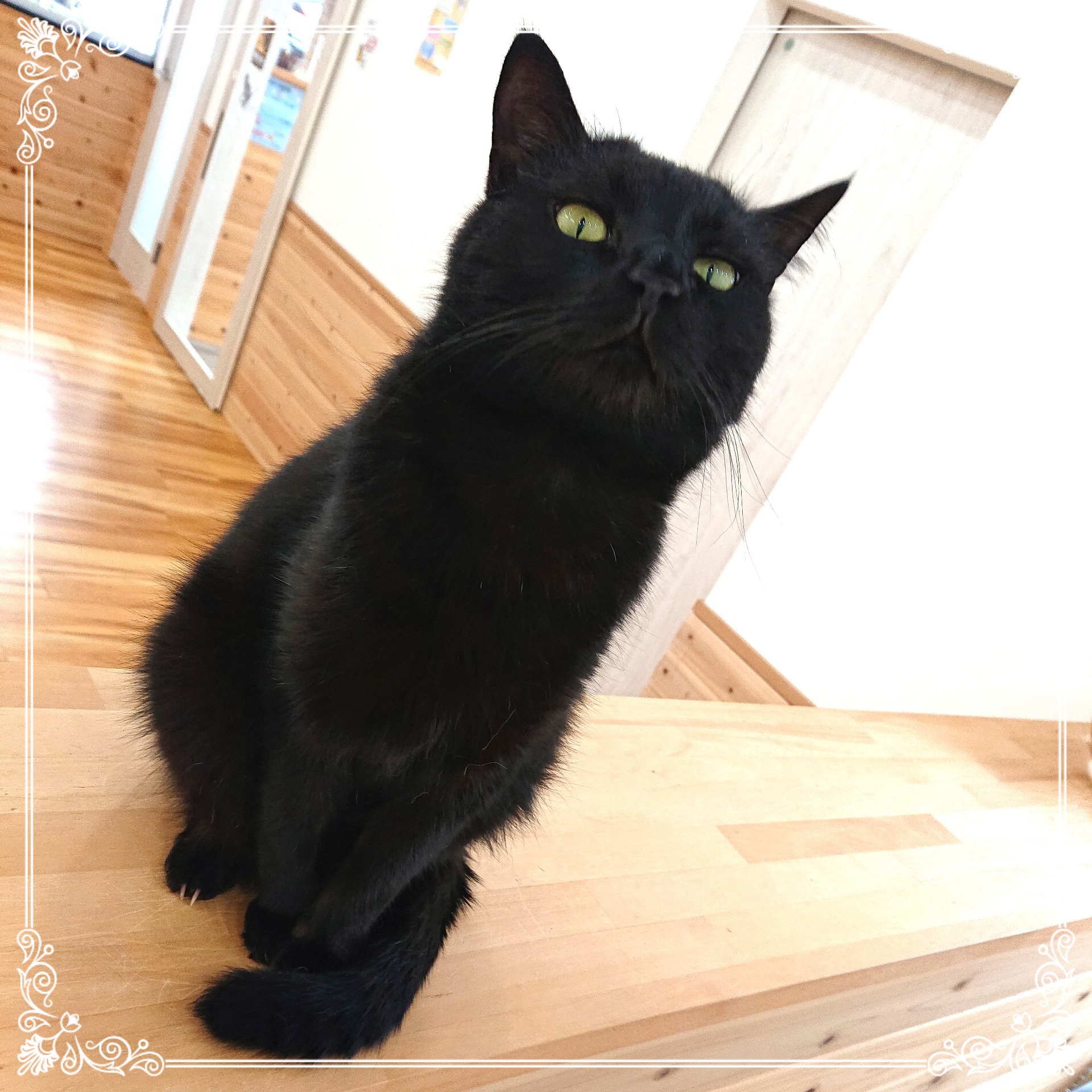 くま
