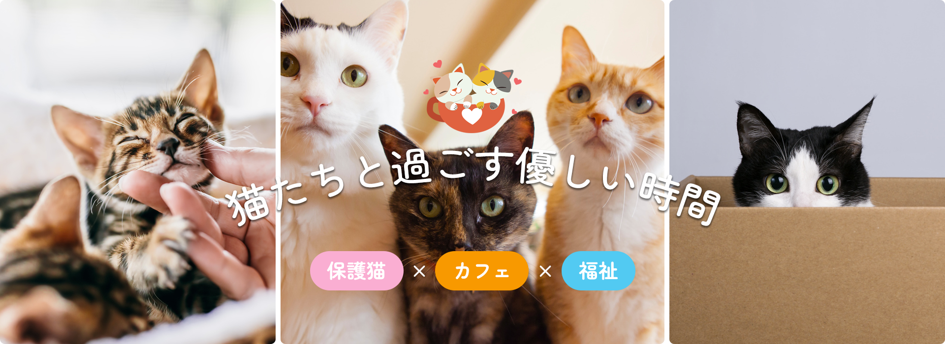 猫たちと過ごす優しい時間